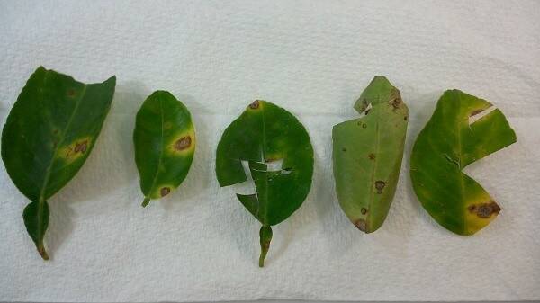 BAD SIGN: Leaf samples showing various concerning signs include citrus canker. 