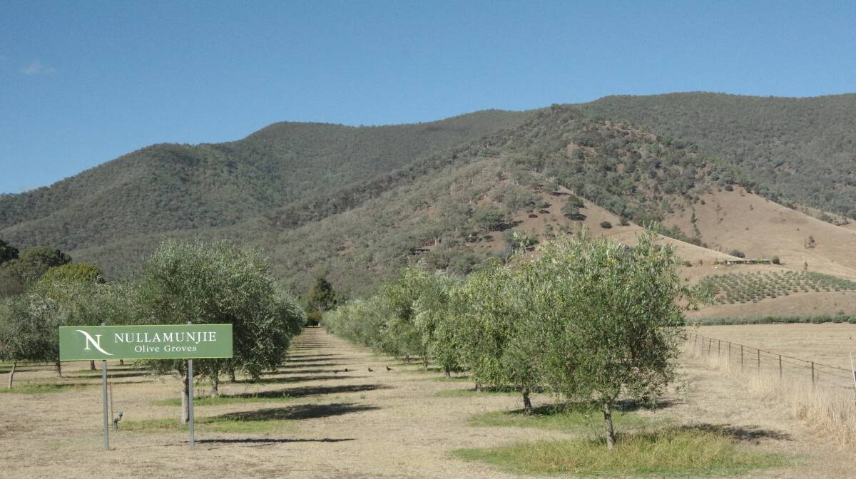 EXPANSION: The property boasts 3500 olive trees planted in a series of groves on the foothills and river flats. 

