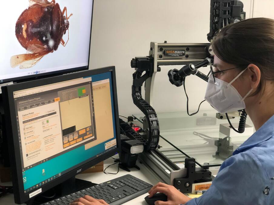 The CSIRO is using a 3D imaging system to take images of stink bugs from many angles to train the AI inside the app. This requires several hundred images per species. Picture by CSIRO