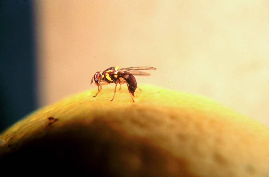 BAD NEWS: The detection of fruit fly in Tasmania has caused many to wonder about the biosecurity protocols for the Apple Isle. 