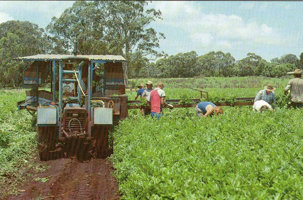 WORK: A photo of a celery harvesting operation in Toowoomba, Queensland in 1990. 