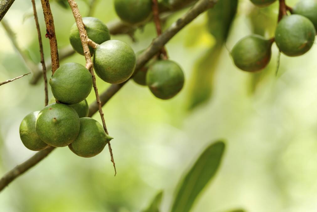 BETTER: Macadamia nuts are one of the crops that could benefit from the ITest Carbohydrates program. 