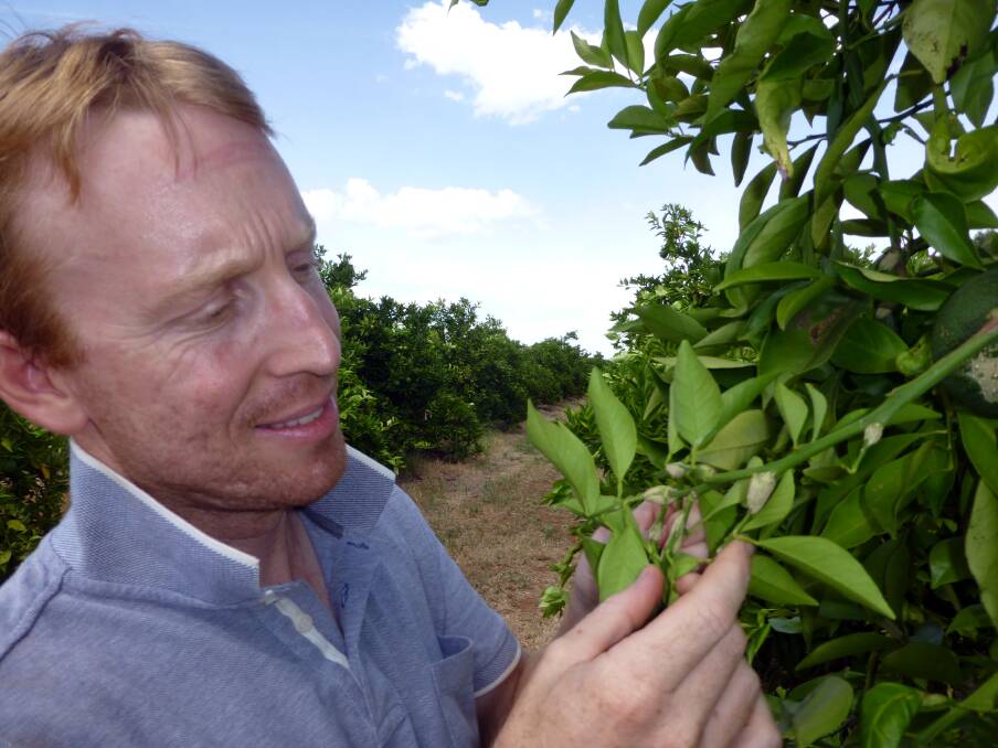 CLOSE INSPECTION: NSW Department of Primary Industries technical assistant, Scott Munro, inspects trials to repel citrus gall wasp and reduce impact on citrus crops.