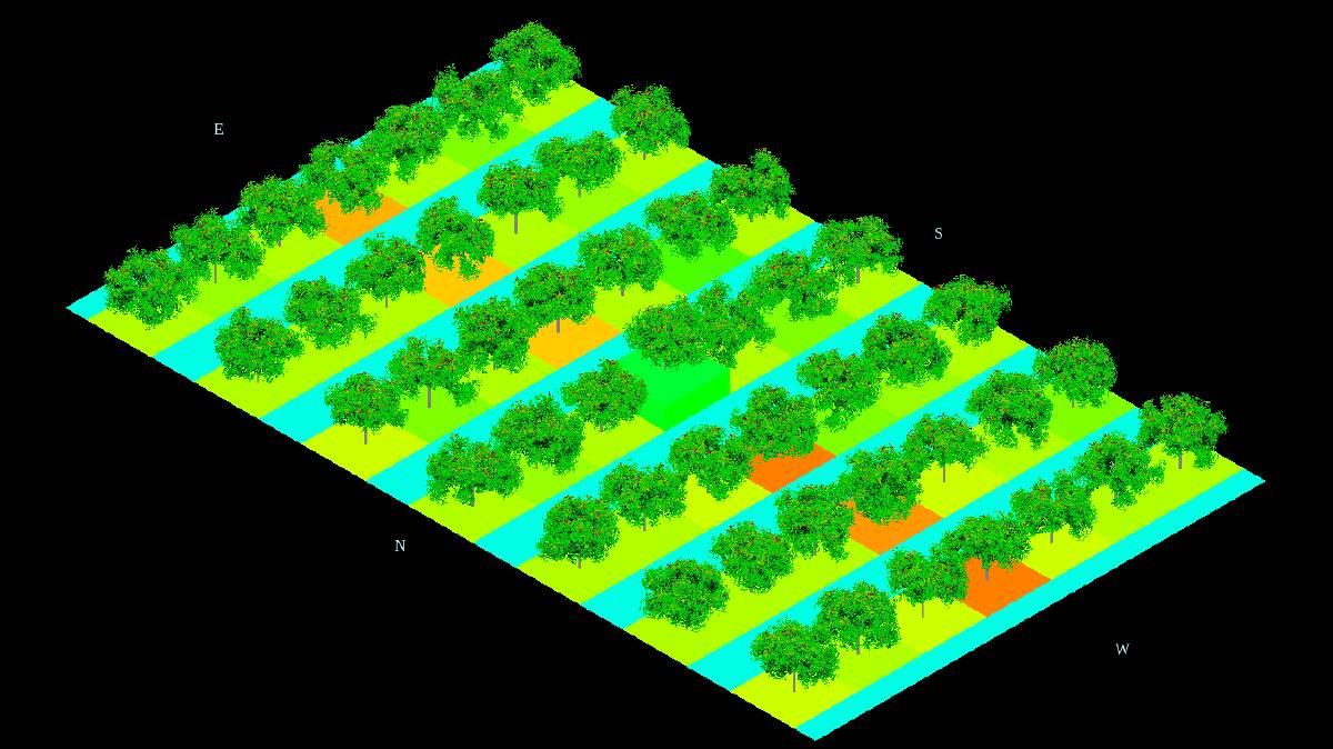 VIRTUAL: A digital model of a mango orchard allowing for crop predictions and farm design options. Photo: QAAFI-UQ
