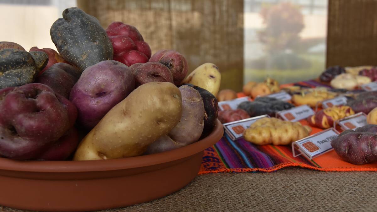 SPUDRIFFIC: One potato, two potato, three potato... heaps. Peru boasts some 4000 different potato varieties in many wonderful and weird shapes. 
