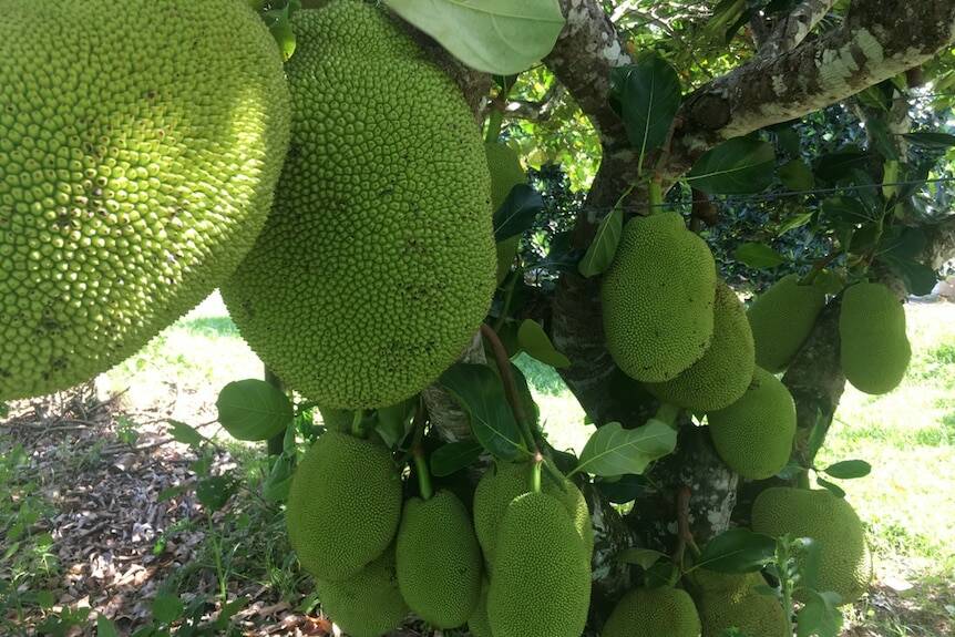SUITED: Jackfruit has been chosen as the model crop for the next generation resilient orchard production technology project as it is a versatile and productive tree crop.