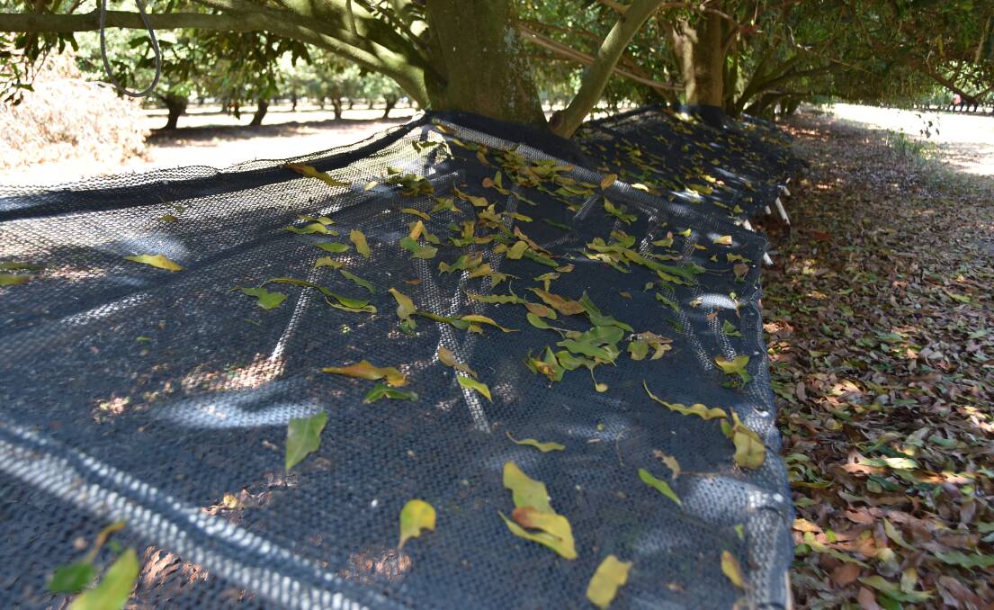 Under shaded trees, the netting is expected to last longer, however under younger trees where more light will infiltrate, a UV-stabilised product may need to be used. Picture by Ashley Walmsley