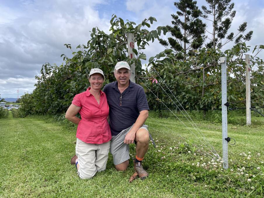 Lukas and Melissa Van Zwieten in their custard apple orchard at Teven, NSW, showing how trellis wire comes to a fixed point at ground level. The whole purpose is to make production more efficient. Picture by Jamie Brown