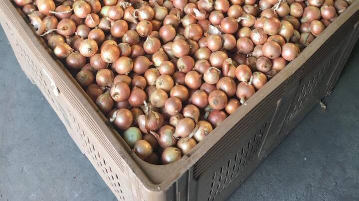 BENEFIT: Onions Australia has welcomed the return of Totril to the market for weed control. 