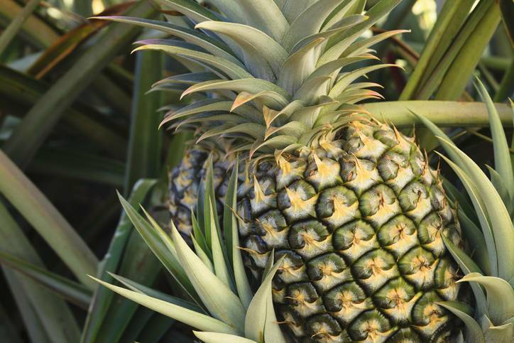 CARE: Premature flowering can lead to a highly erratic pineapple supply.
