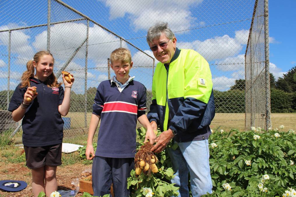 HELP: Dr Mike Walker (right) assisting Sprent Primary School students Caitlyn Parker and Jimmy Cliff with a Dutch cream potato trial in 2013. 