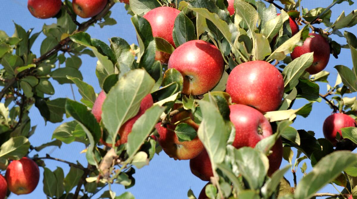 BETTER: The Apple and Pear industry Productivity, Irrigation, Pests and Soils (PIPS3) program aims to improve apple and pear orchard efficiency. 