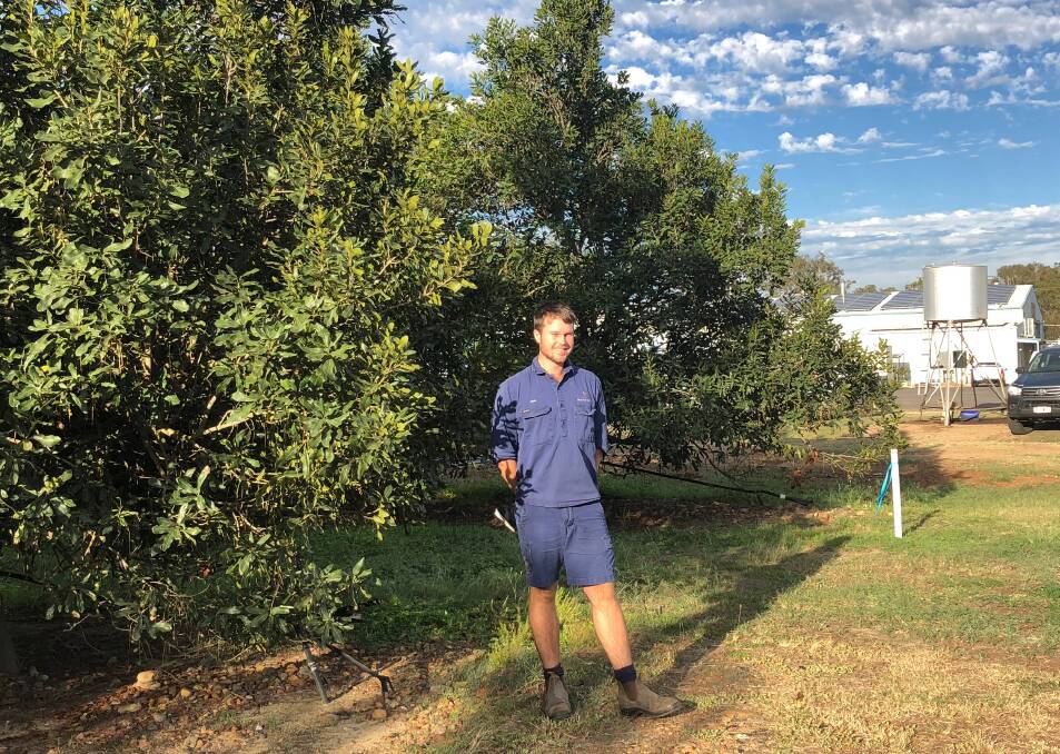 FUTURE: Bundaberg macadamia grower, Josh Steinhardt,  started working under his dad’s loving guidance on the farm, straight out of school.