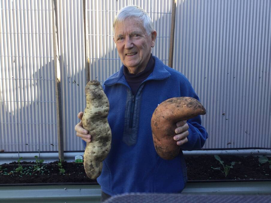 WINNER: Herb Moule., Southern Highlands, shows off his winning sweetpotatoes. 