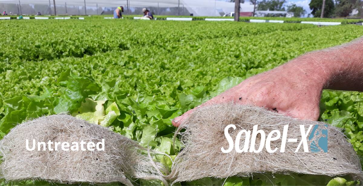 COMPARE: This photo shows the significant difference in root development. Application of Sabel-X Horticulture was done via drenching of seedlings in the tray before planting. 