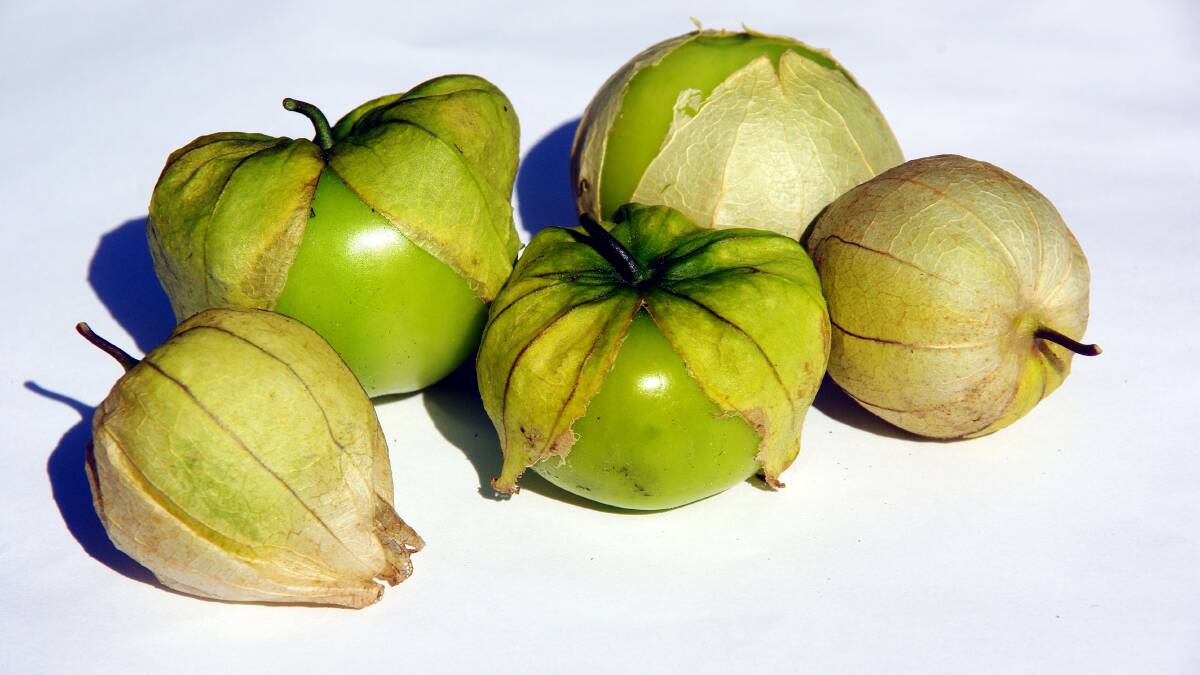 CROP: The Blakes have been growing tomatillos now for four years. 