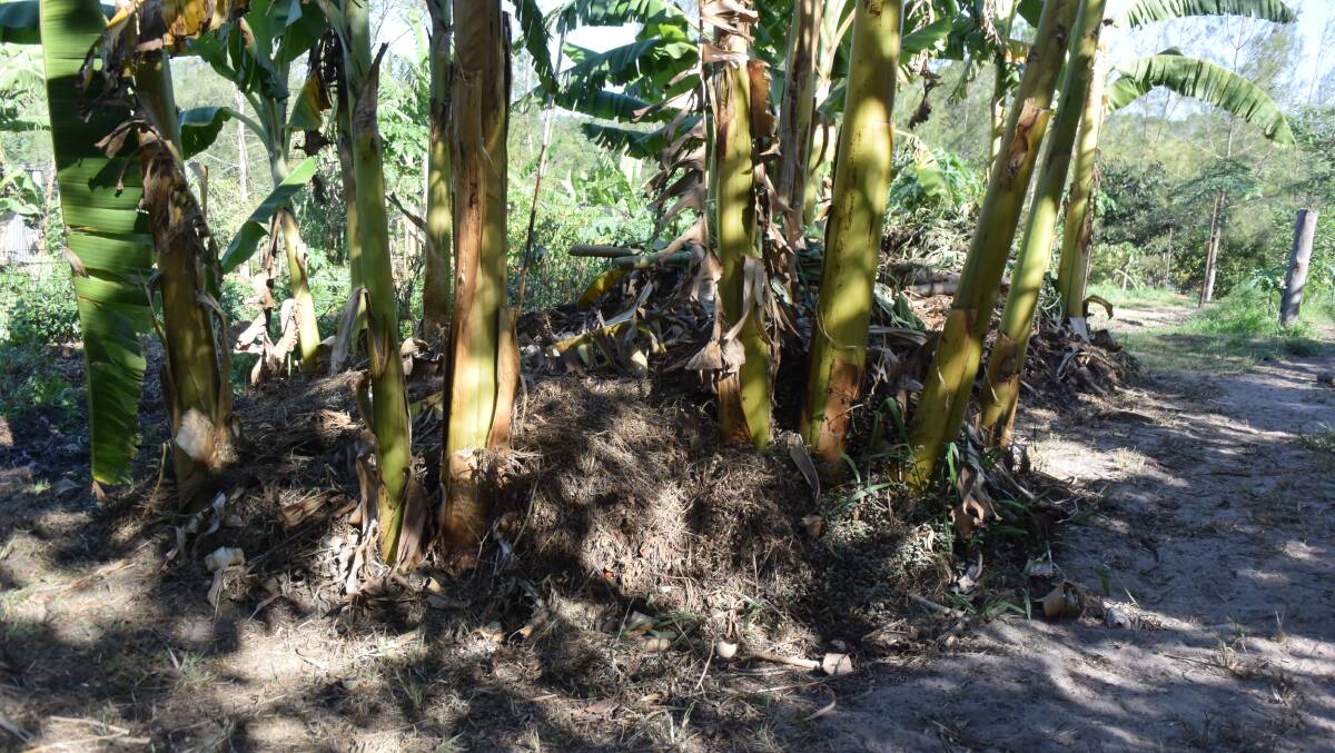 USED: A ring of banana trees makes good use of woody "waste" on Zaytuna Farm at The Channon.