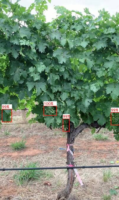 MEASURE: Sectioning vineyards into measurable slices is among the techniques used to gauge production efficiency.