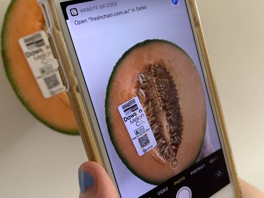 TRACING: A Dawson Melon Co rockmelon being scanned by a smartphone using the FreshChain technology to see where the fruit is from. 