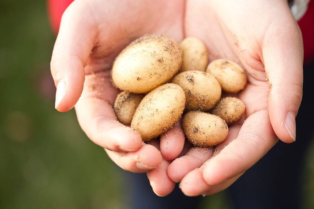 WASTED: Research and development will go into saving up to 100,000 tonnes of potatoes currently going to waste every year.