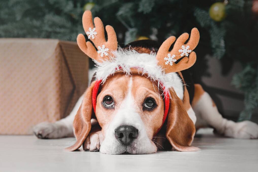 Christmas can be an atriously busy time so it's important to take stock of the little things and moments that might get missed, like knowing the name of the neighbour's dog. Picture Shutterstock