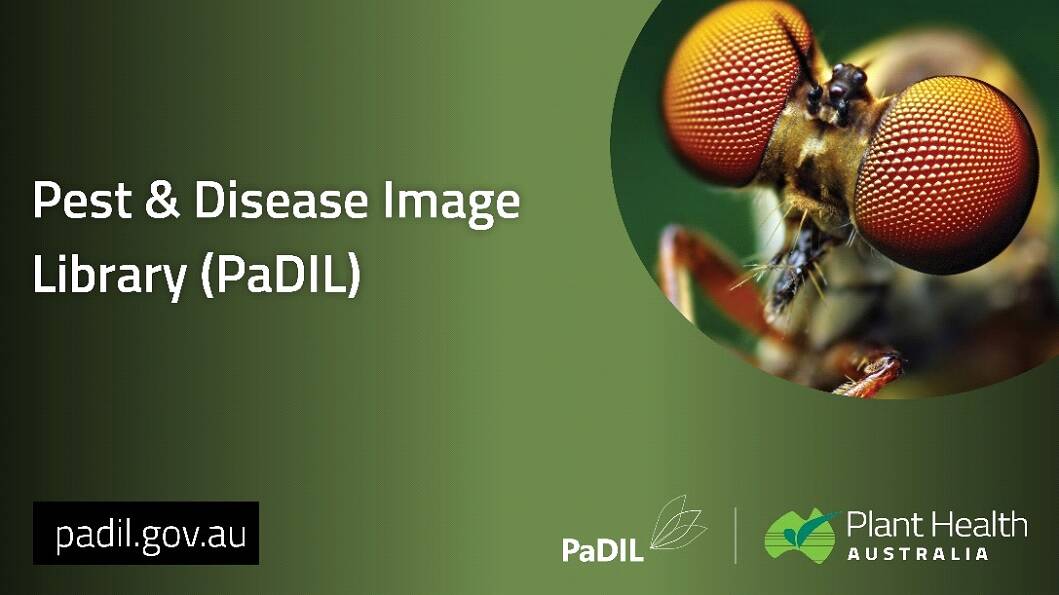 Plant Health Australia (PHA) has relaunched the Pest and Disease Image Library (PaDIL) in order to give fast access to data and information for quick identification of foreign threats. Picture supplied