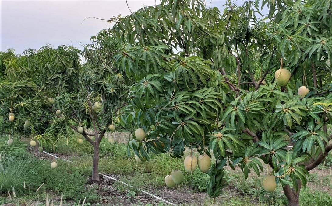 GROWING: Piata Farms' Darwin farm will be the first growing region to harvest Honey Gold mangoes this coming season.