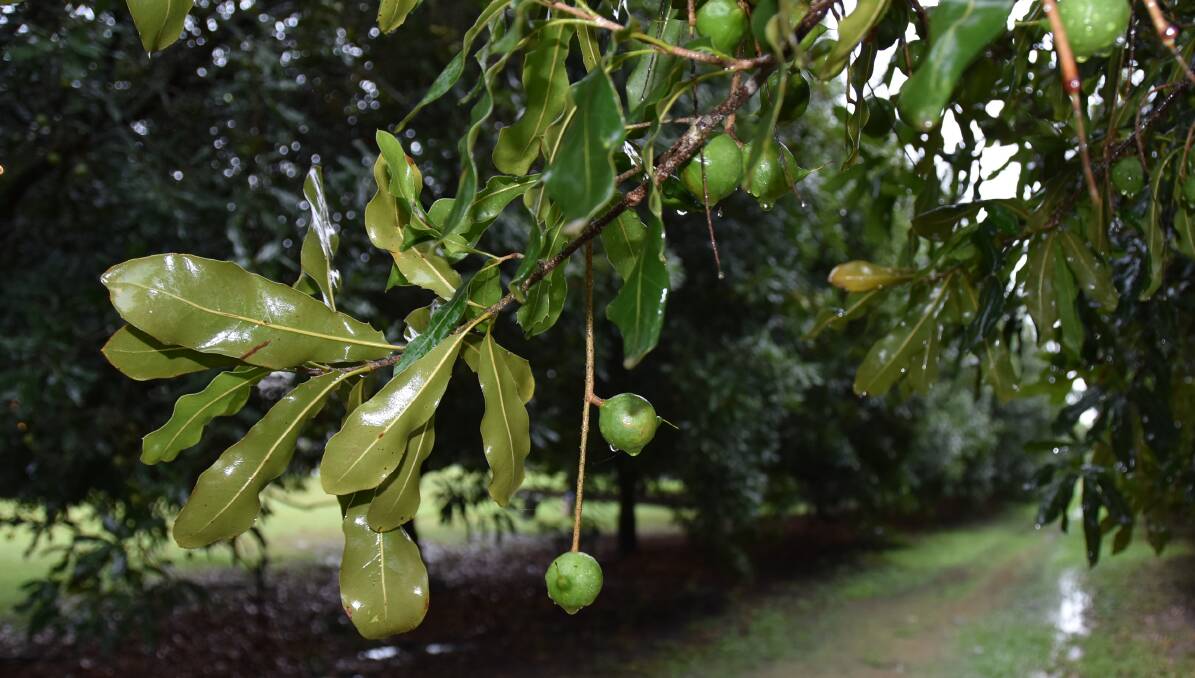 The Australian macadamia industry has experienced tremendous growth in the past decade. Picture by Ashley Walmsley