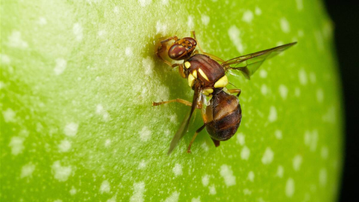 MENACE: Qld fruit fly remains a concern for Victorian fruit growers which is why a program to include peri-urban dwellers to help with control has been implemented. Photo: Deb Yarrow.
