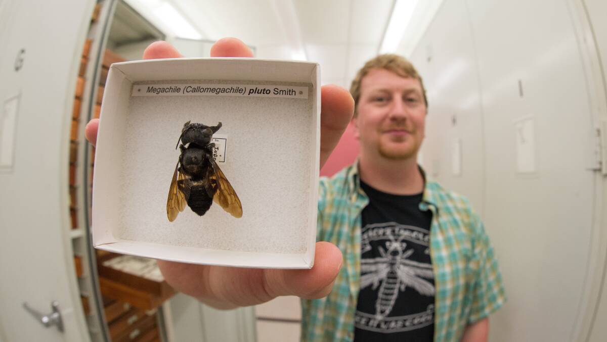 IDENTIFIED: Eli Wyman with one of only known Wallace's Giant Bee samples. Photo: Clay Bolt, claybolt.com