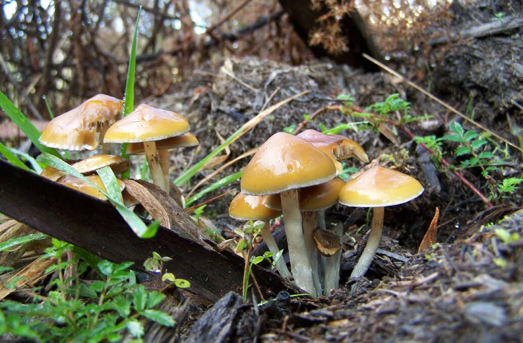 GROWING: It's estimated there are up to 20 species of magic mushrooms, some of which are native, while others have been introduced. This is a Psilocybe subaeruginosa cluster in Tasmania. Photo: Caine Barlow