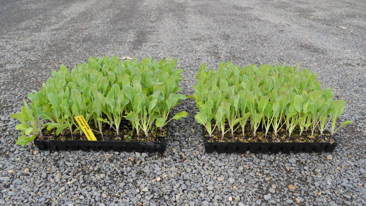 RESULTS: Mycorrcin treated lettuce on the right, untreated on the left at the EGVID.