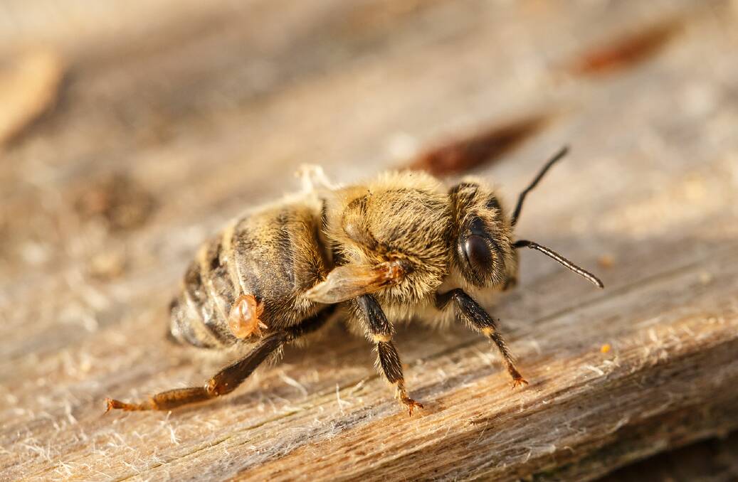 TROUBLE: A Varroa mite attached to an adult bee showing symptoms of deformed wing virus. Photo: Bayer Bee Care. 