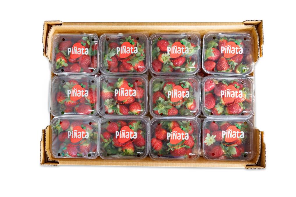 VISIBLE: Pinata Strawberries feature a new label which with less writing to allow customers to see more of the product. 