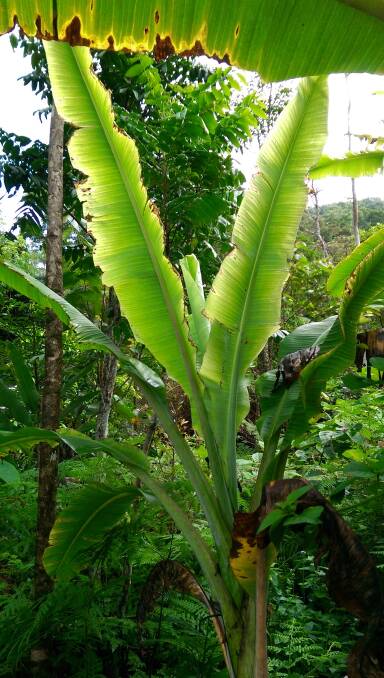 STALLED: Banana plants affected with bunchy top very rarely produce fruit. 