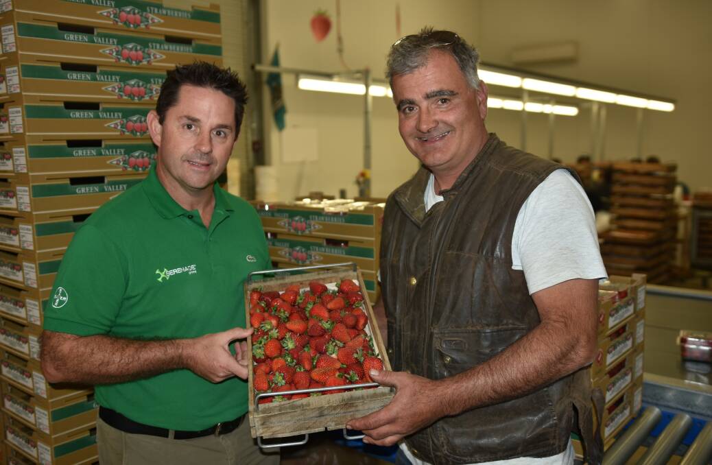 PICKED: Bayer Commercial sales representative, Darren Alexander and South Australian strawberry grower, Jim Rozaklis, Hay Valley, sample some of the quality Green Valley Strawberries.