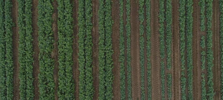 DIFFERENCE: An illustration of crops showing those planted after a cover crop on the left and those without on the right.