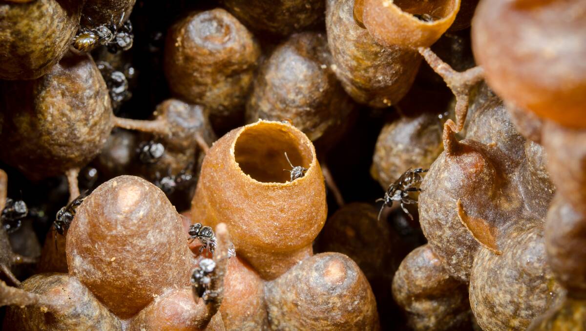 POTTY: Tetragonula honey pots. Photo: Tobias Smith, University of Queensland