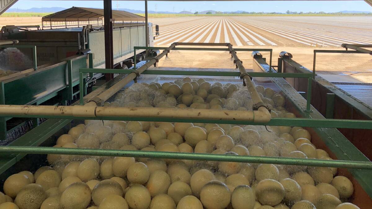 CLEAN AS: Rockmelon washing in progress at a north Qld packing house. The melon industry has embarked on a six-stage process to win back consumer confidence. 