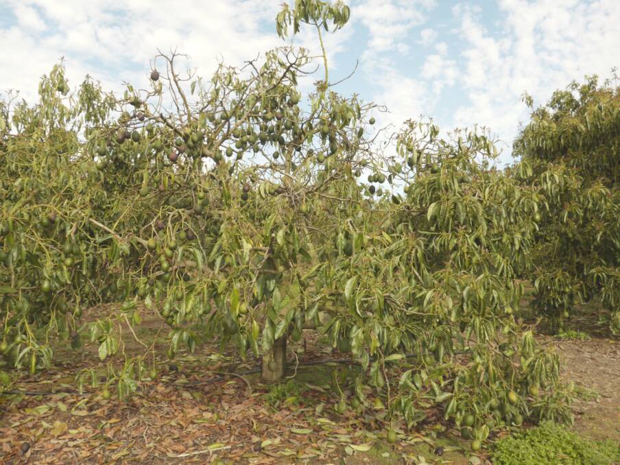 PHOTO 2:Infestations of six-spotted mite on avocado trees can result in near complete defoliation rendering fruit subject to sunburn and adversely affecting tree vigour.