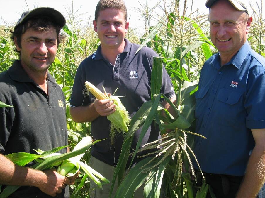 RESEARCH: Carlo Perri, Tally Matthews and Leigh James inspecting some corn trials. 