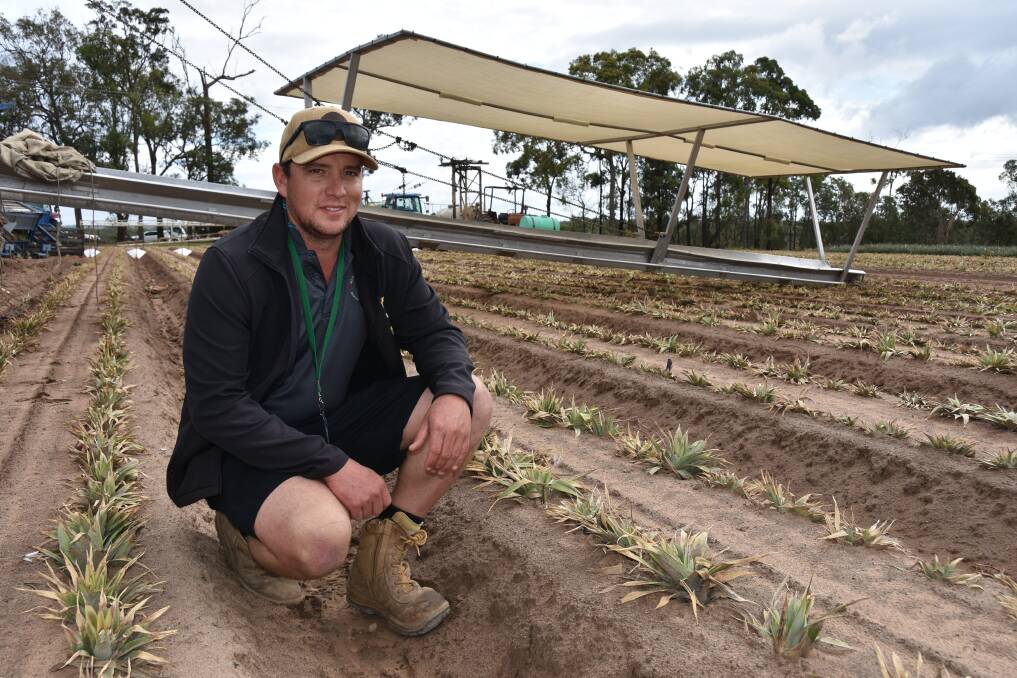OUTLOOK: New chairman of Australian Pineapples Sam Pike, Sandy Creek Pineapples, Glass House Mountains, Qld says Australian demand for fresh pineapple is healthy which is encouraging for growers. 