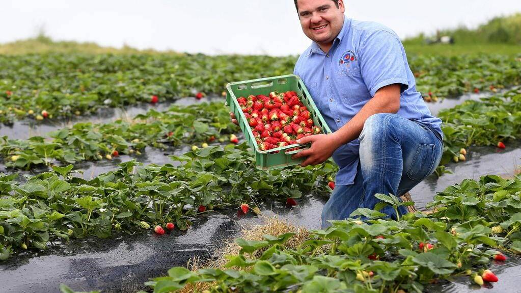 PRODUCT: Joe Ripepi, Director, Australian Strawberry Distributors, Melbourne, says varietal selections and farm choice allows the company to supply strawberries year round.