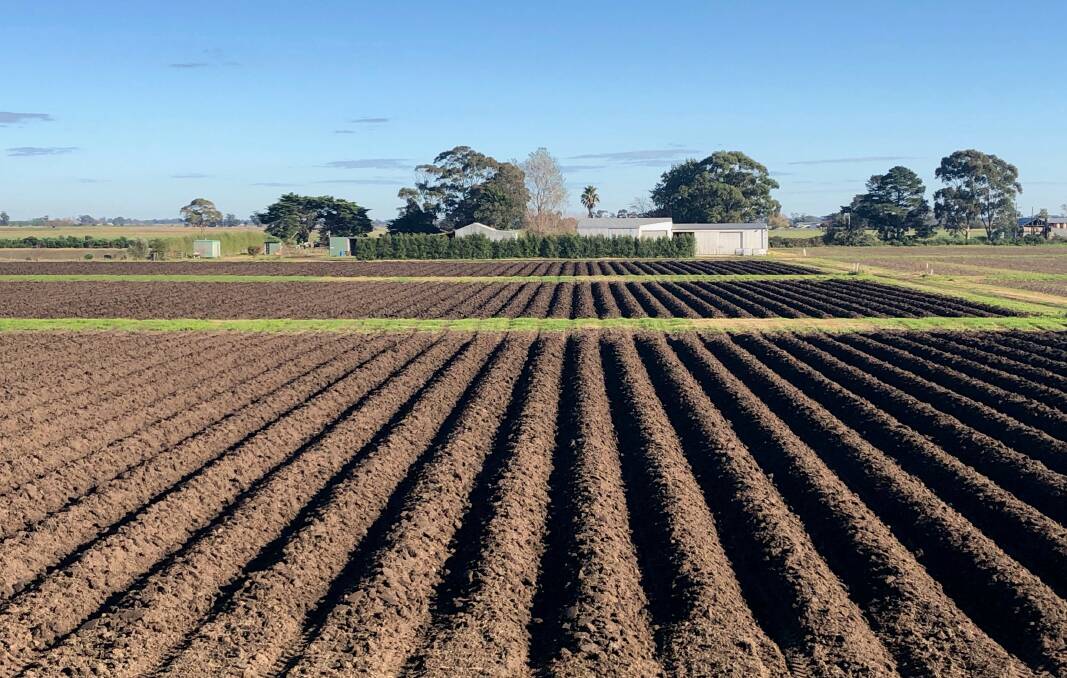 The Victorian Vegetable Innovation Days site being prepared at Butler Market Gardens Catani farm. Picture supplied
