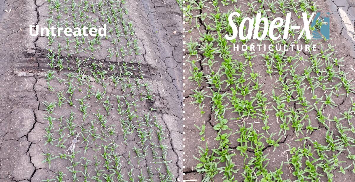 PROOF: Spinach trial in Lindenow, Victoria (Sioux). The Sabel-X Horticulture treated crop is a standout in vigorous early seedling growth. 