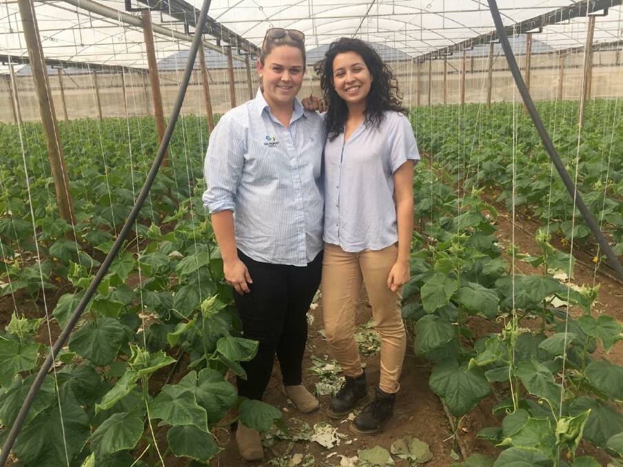 USES: Abundant Seeds’ Sarah Pearson and Rebecca McClung surrounded by Abundant cucumbers which will used for not just seed extraction but nutraceutical products.