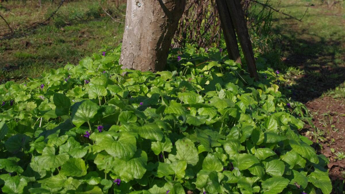 WEED CONTROL: Violets are used for weed suppression on the farm.
