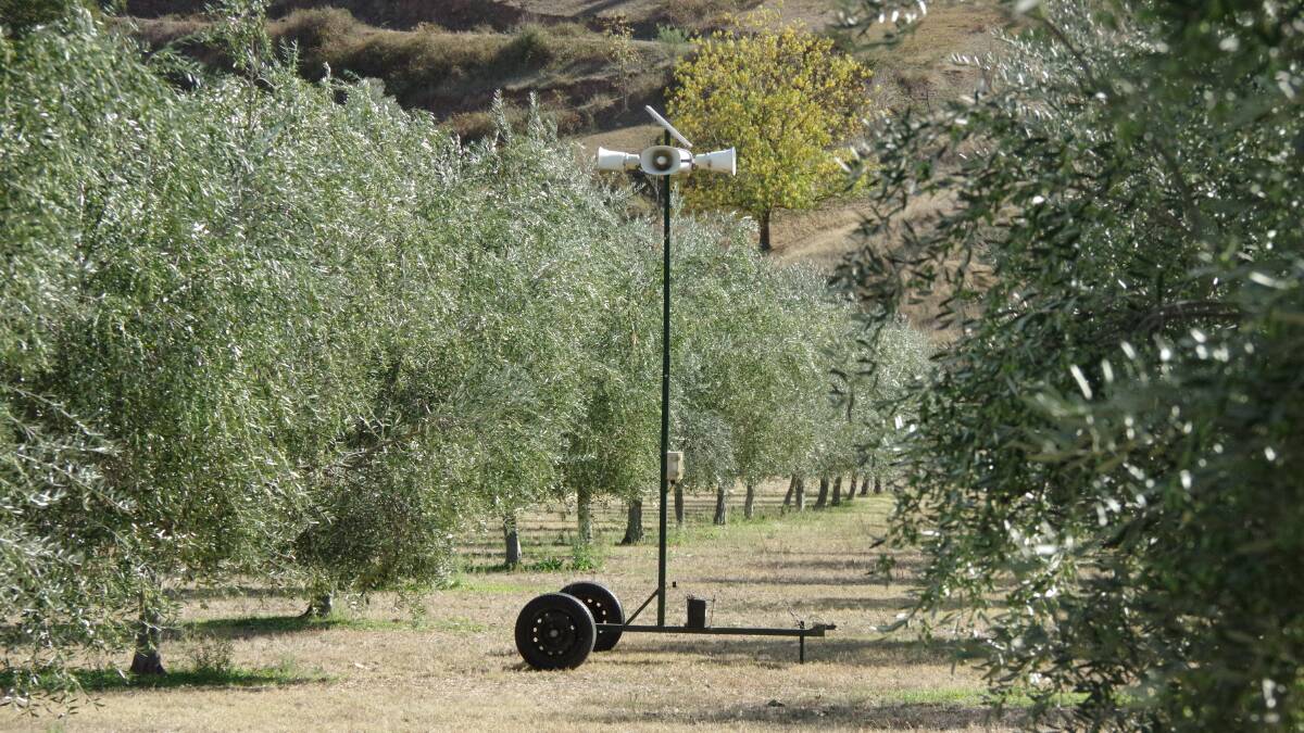 PEST CONTROL: A mechanical auditory bird scarer has been used for many years to keep birds out of the trees.