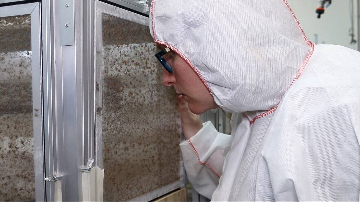 WORK: Inside the sterile fruit fly breeding laboratory. 