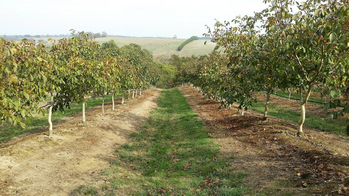 ORCHARD TIME: The farm uses the latest hedgerow approach where the walnut trees are spaced 6m apart (rows) and 3m apart (side by side).